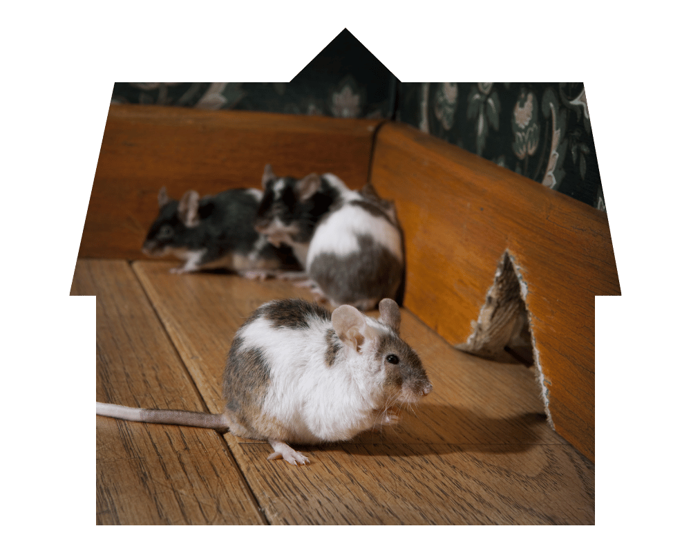 Mouse Exterminator House mice in house