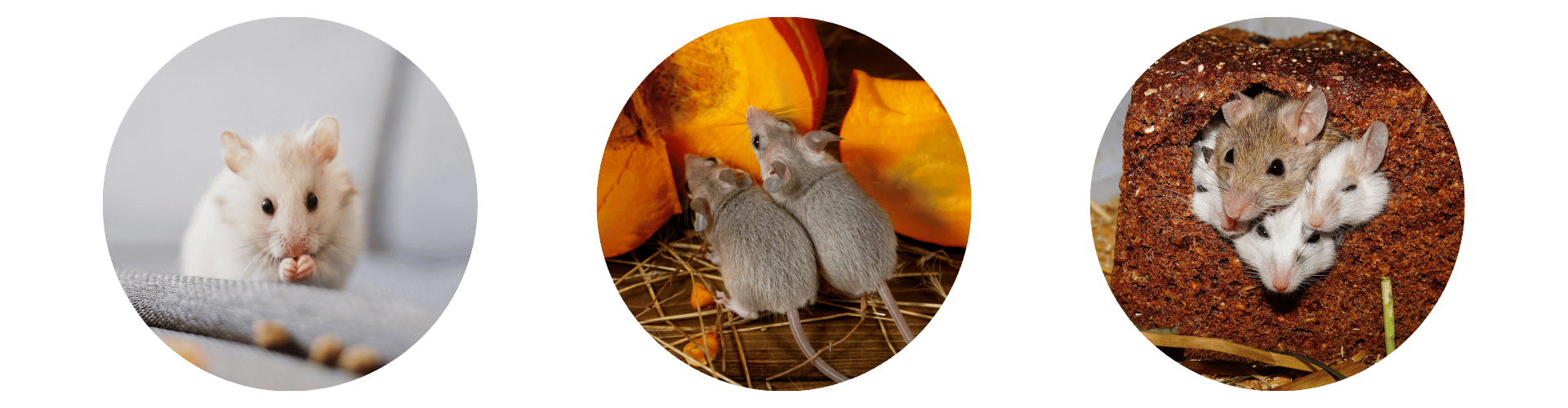 Mouse Exterminator Triple signs of moce