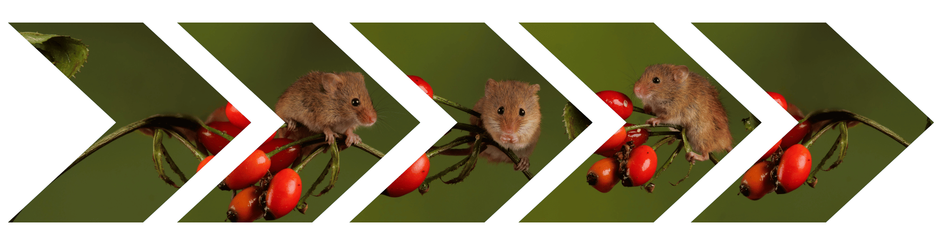 Mouse Lifespan Arrows mouse lifespan and other facts