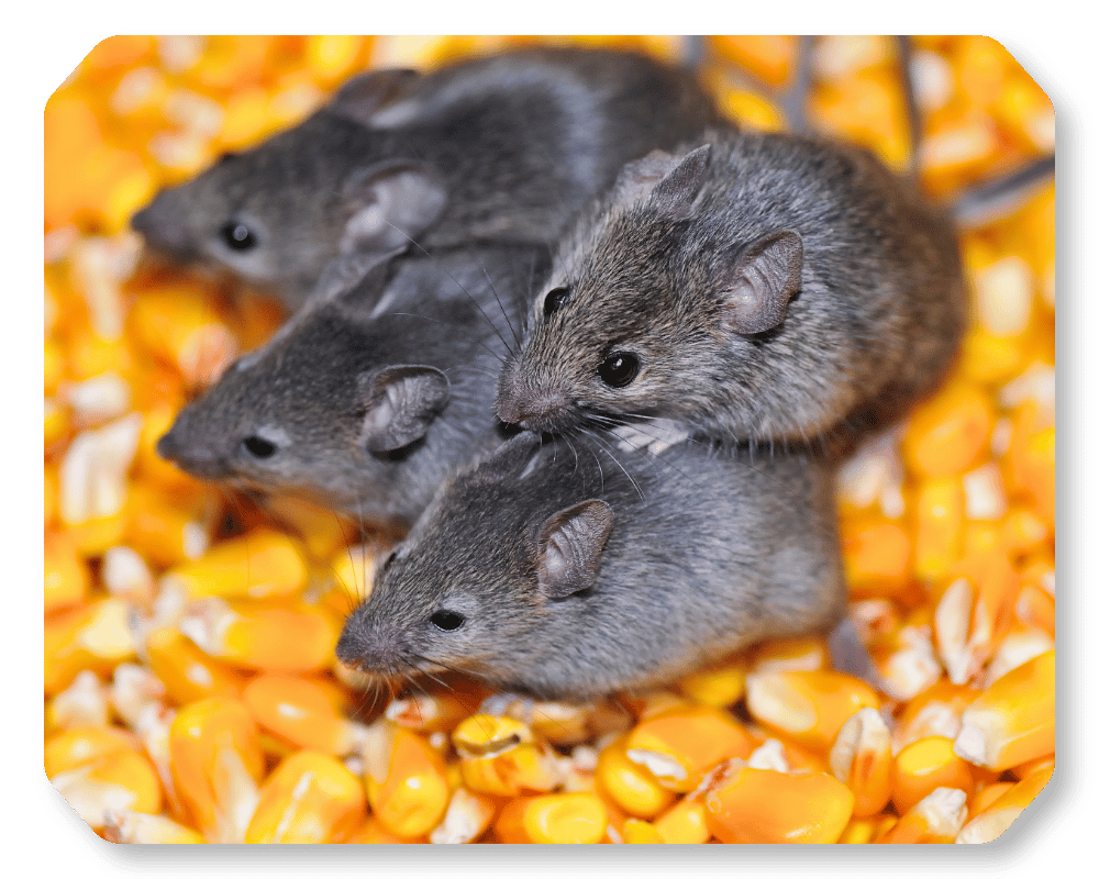 Mouse Lifespan Corner 1 Mouse lifespan from pups to adult
