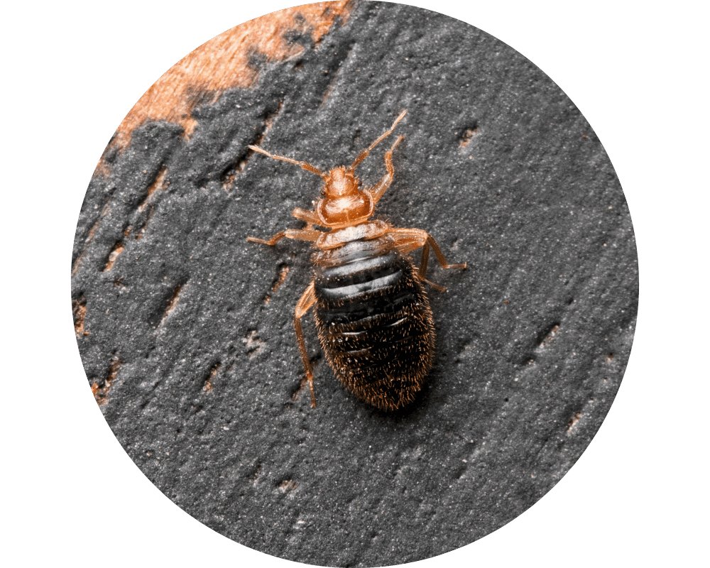 New Jersey bed bugs Circle 2 New Jersey Bed bugs