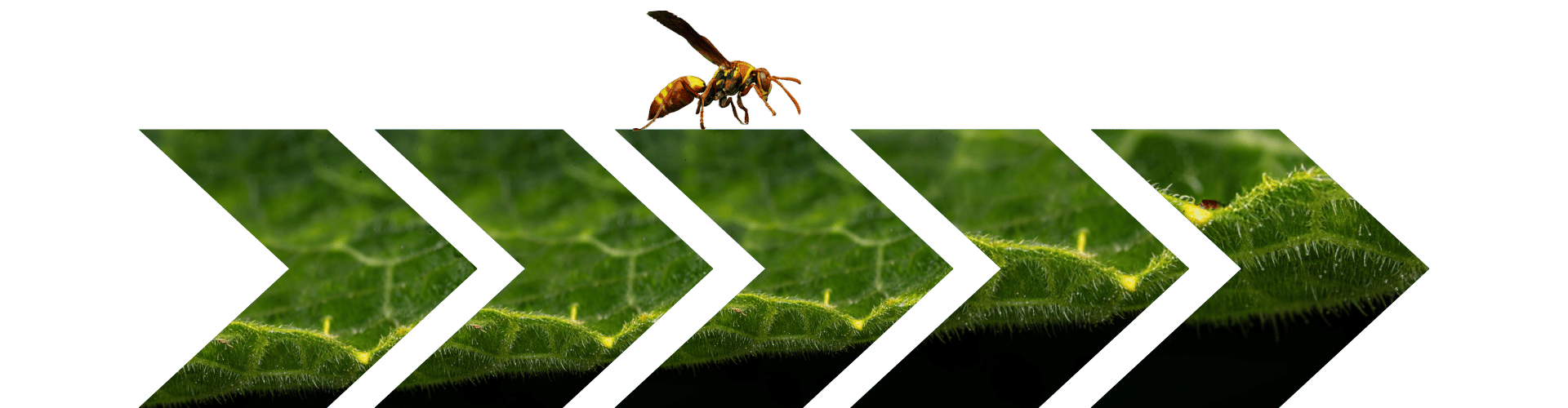 Paper Wasp Sting Arrows paper wasp sting