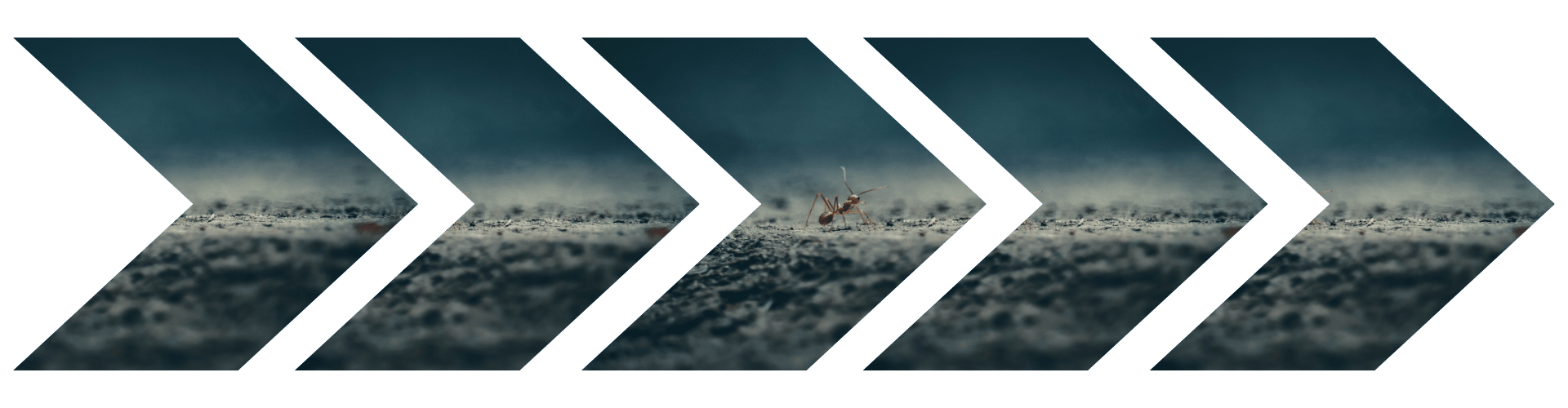 What Are Pavement Ants Arrows