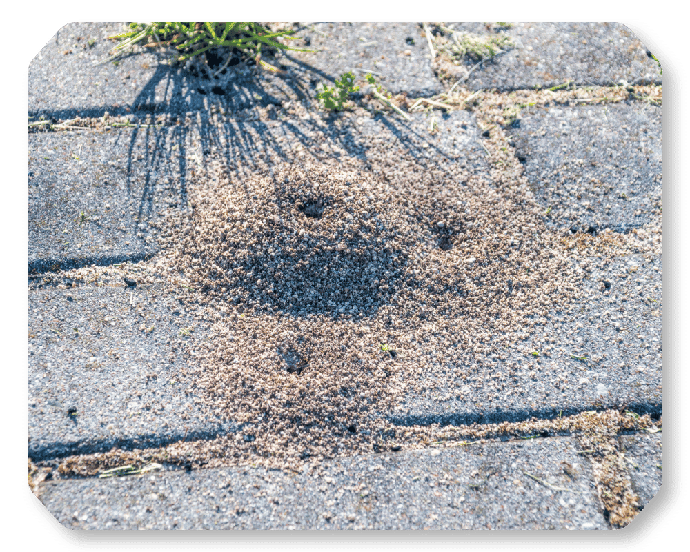 What Are Pavement Ants Corner 2 pavement ant anthill