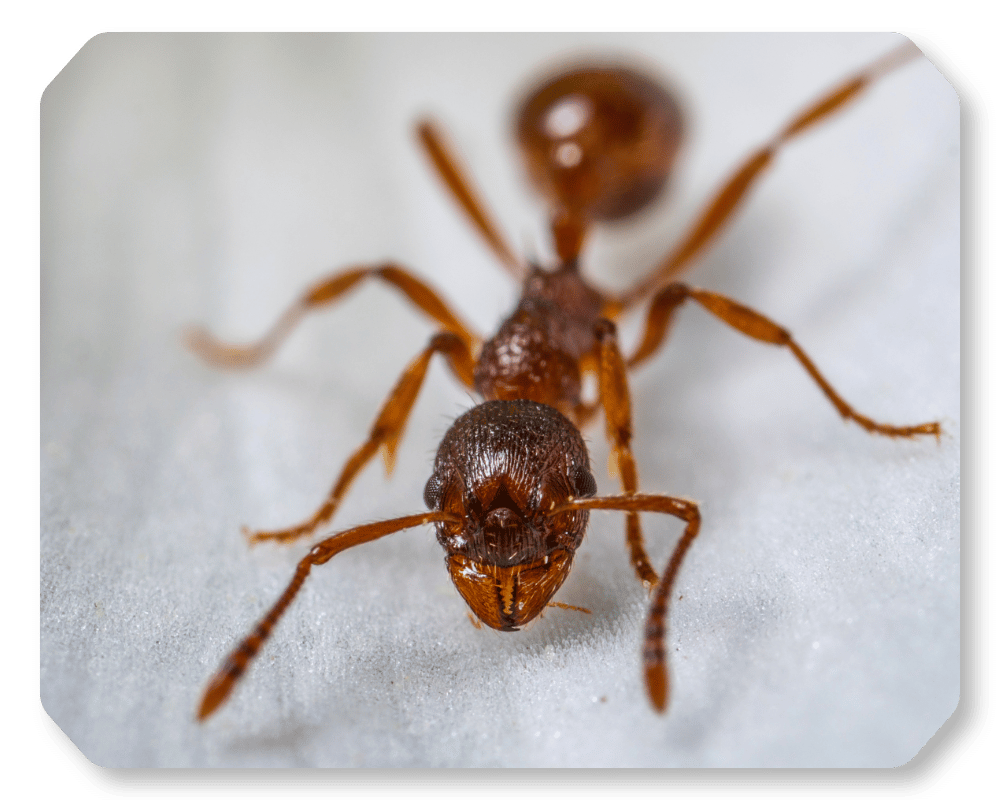 What Are Pavement Ants Corner 1 what are pavement ants