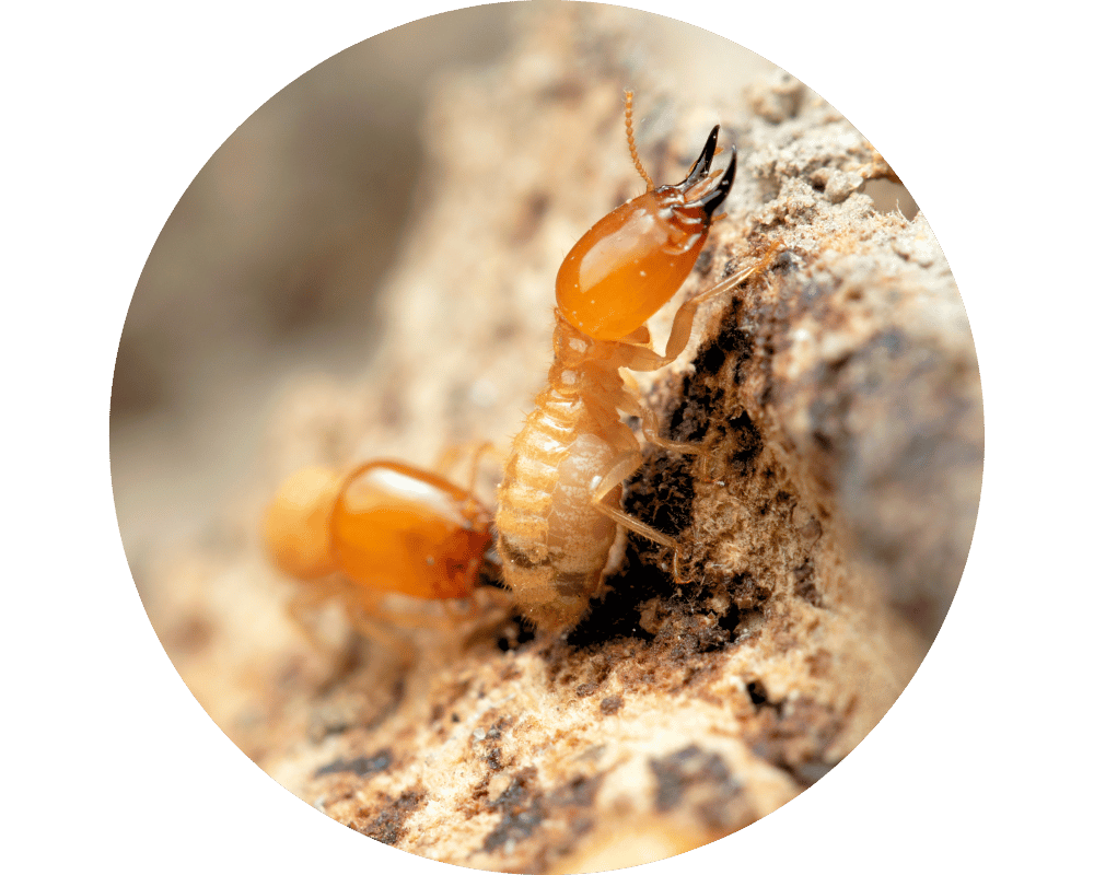 Where Do Termites Come From Circle 1 where do termites come from