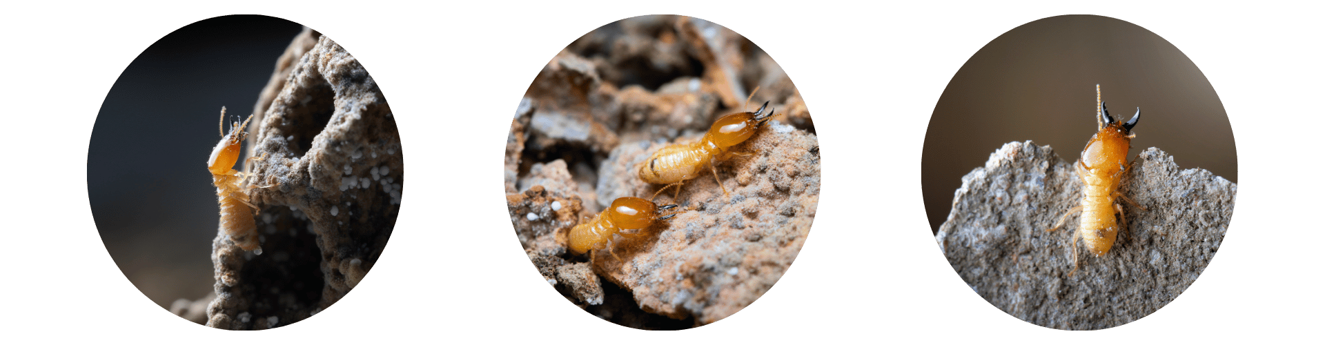 Where Do Termites Come From Triple termites eating wood