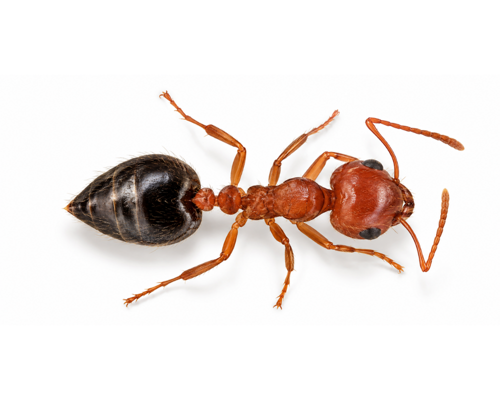 Acrobat Ants Acrobat Ants