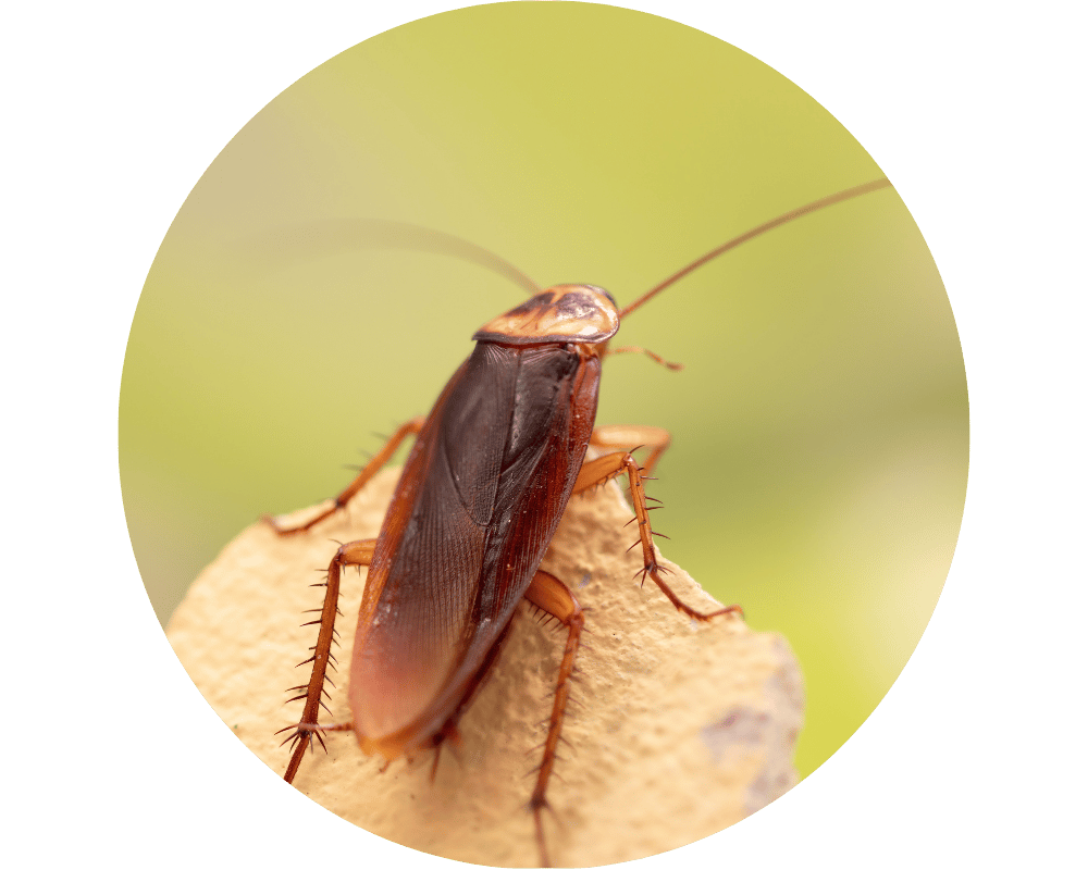 American Cockroach American Cockroach