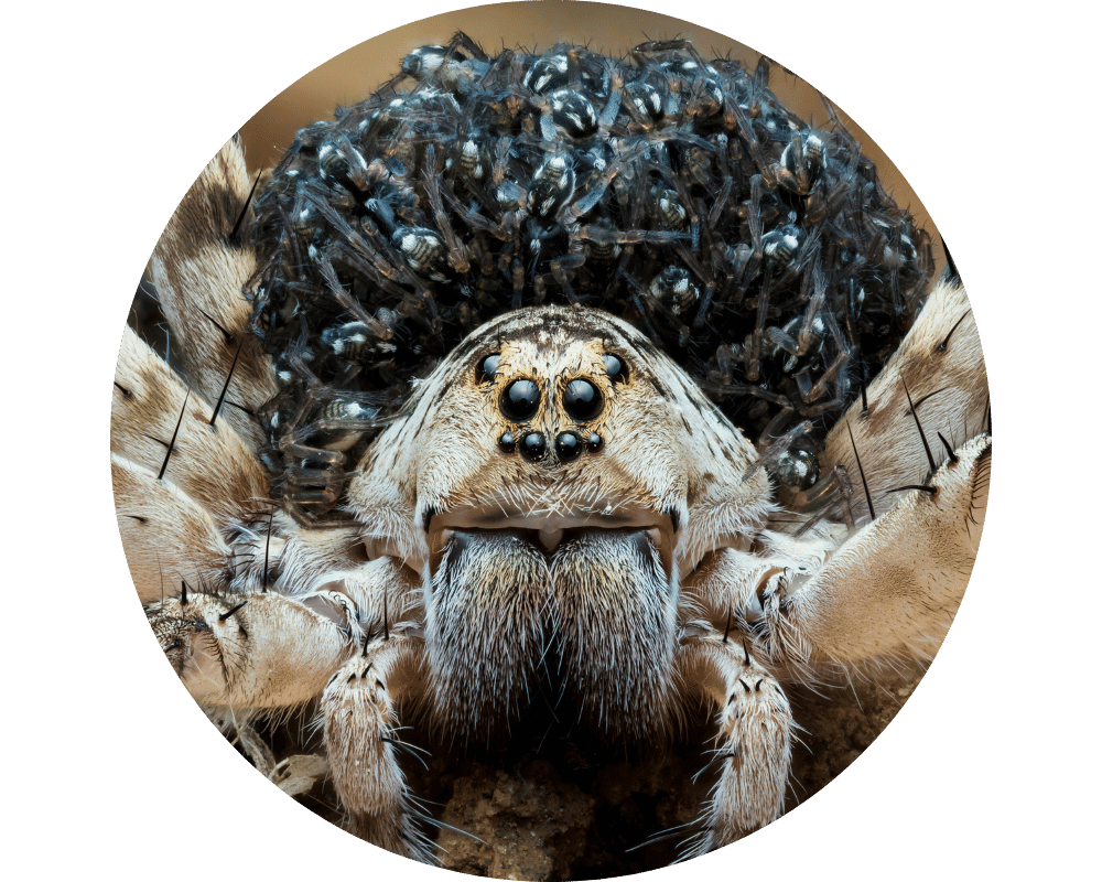 Are Wolf Spiders Dangerous Circle 1 wolf spider with babies on her back