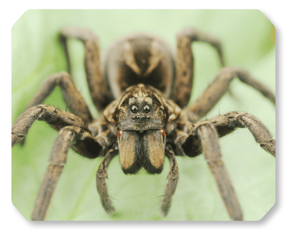 Are Wolf Spiders Dangerous Corner 1 Are Wolf Spiders Dangerous