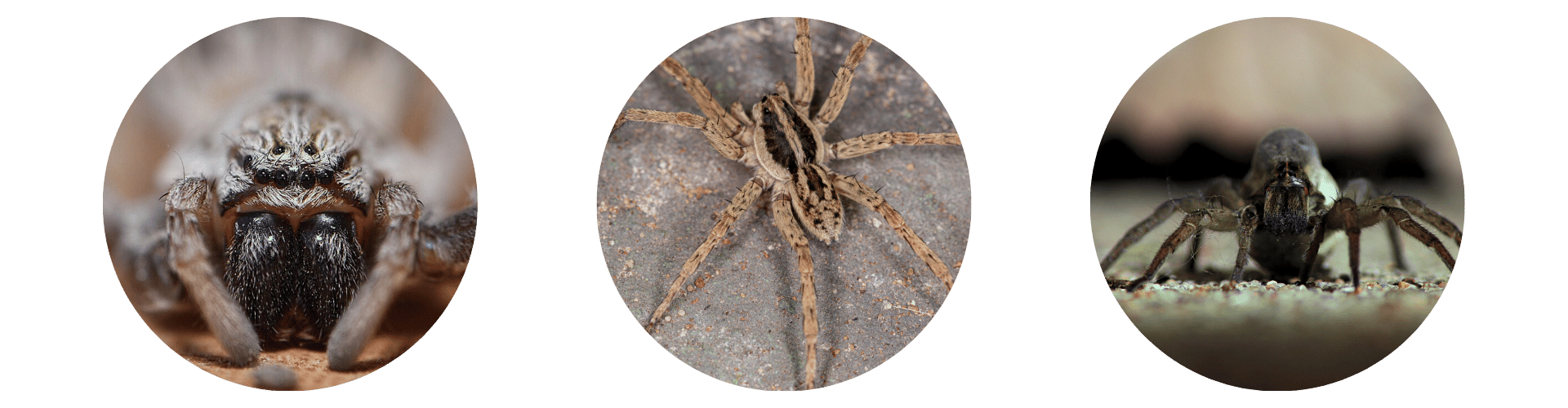 Are Wolf Spiders Dangerous Triple wolf spiders are hunters