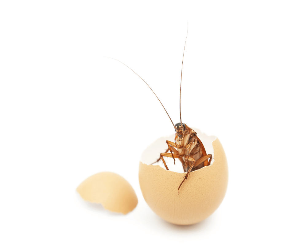 Cockroach Egg cockroach egg