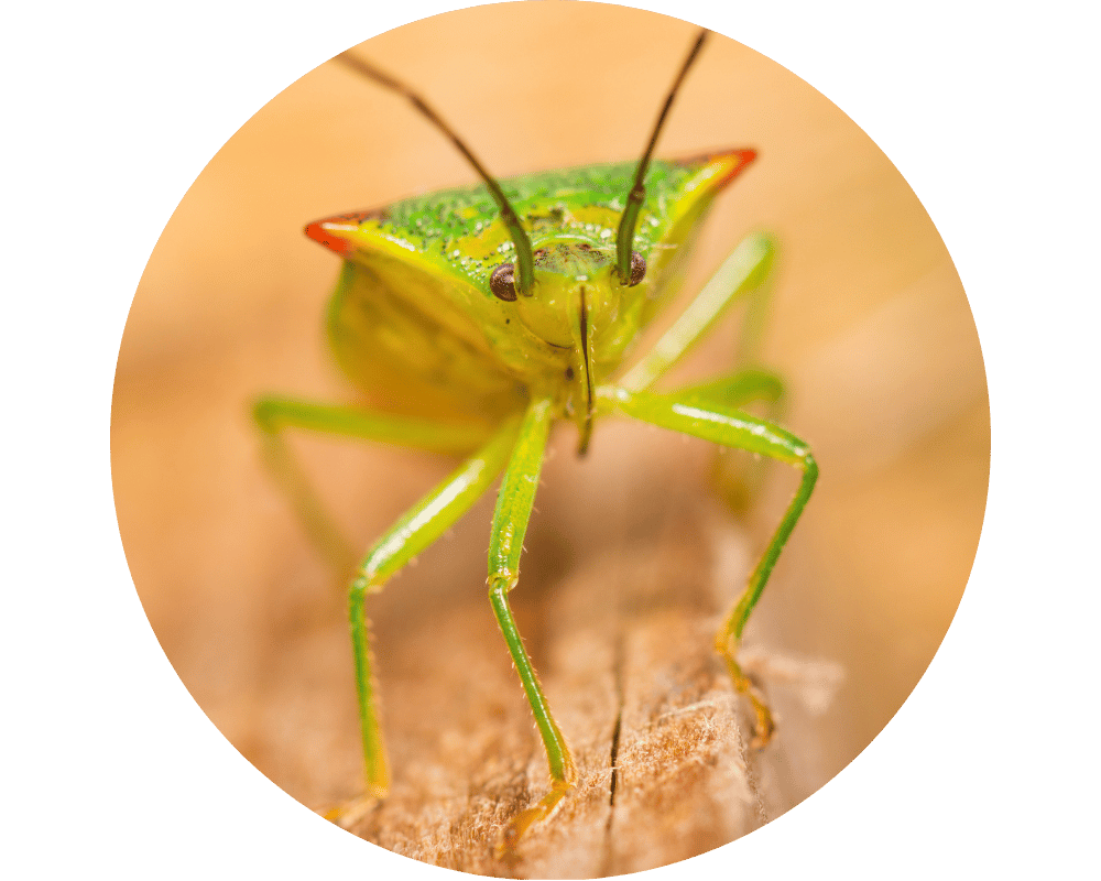 Do Shield Bugs Bite Circle 1 Do shield bugs bite with their mouth parts?