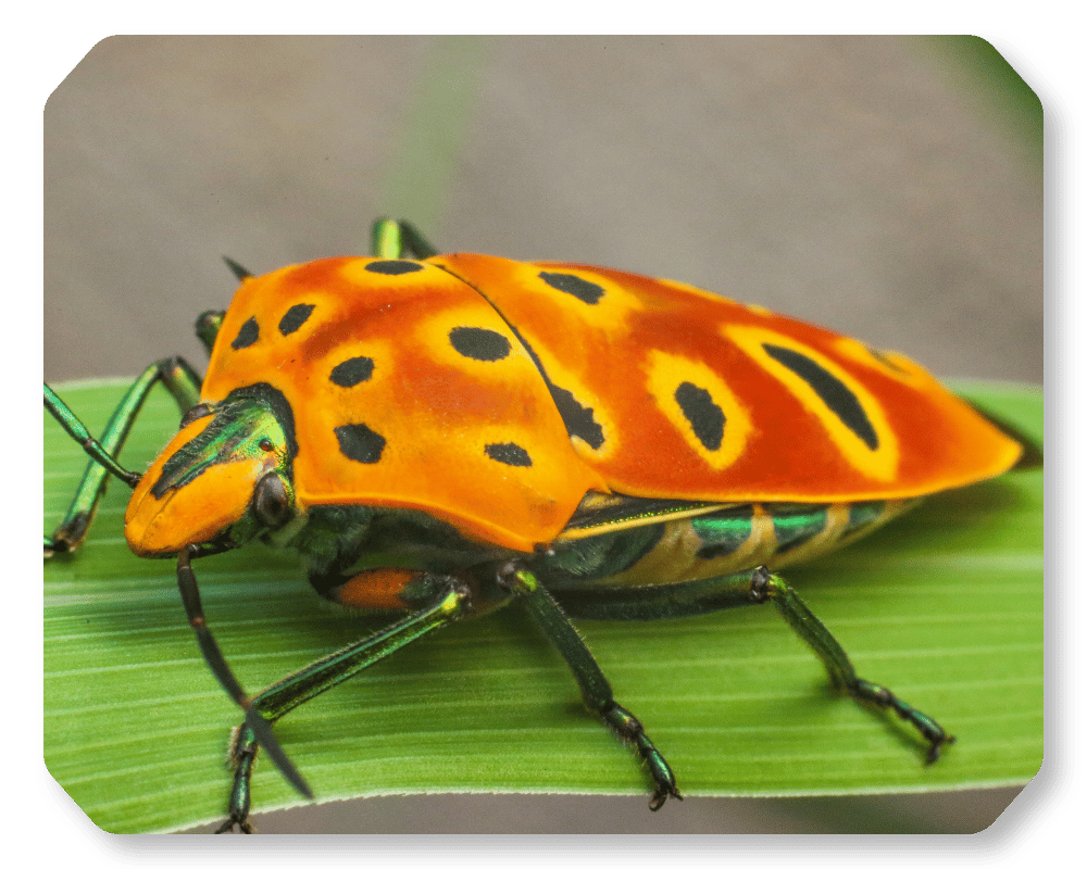 Do shield bugs bite?