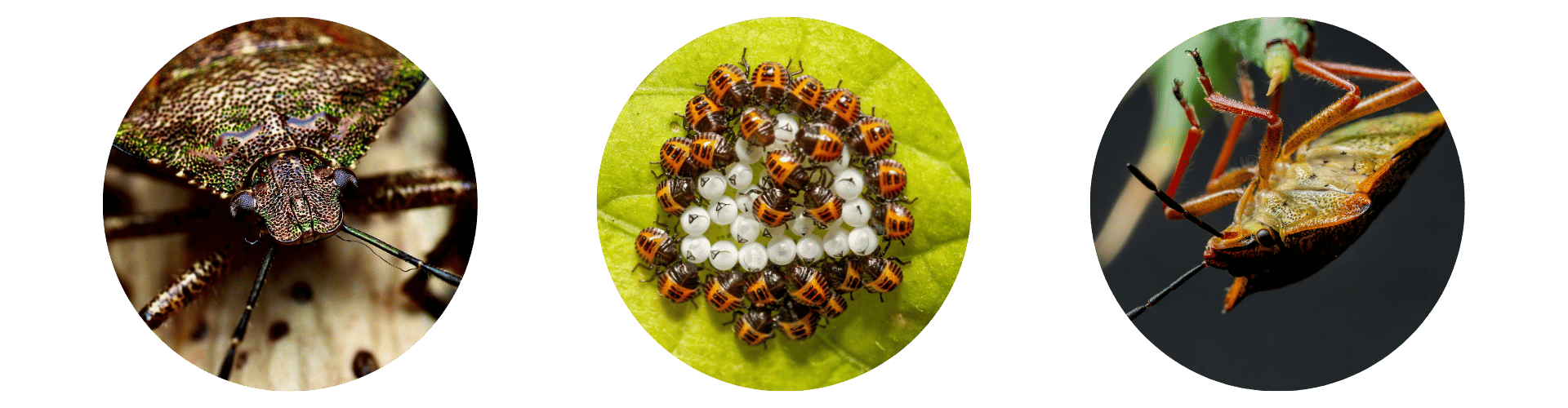 Do Shield Bugs Bite Triple Where do shield bugs live