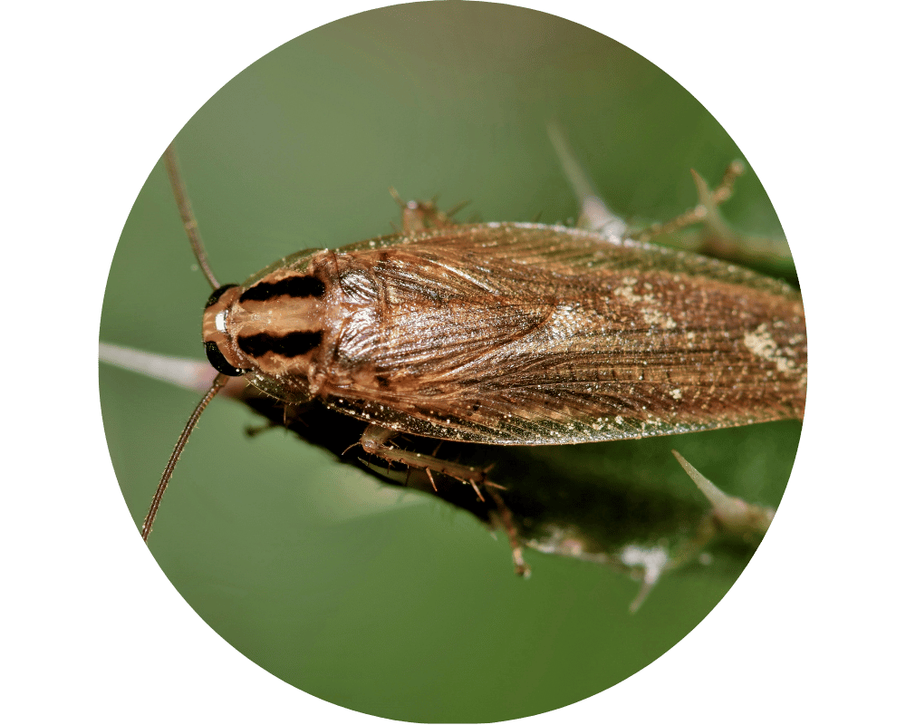 German Cockroach German Cockroach