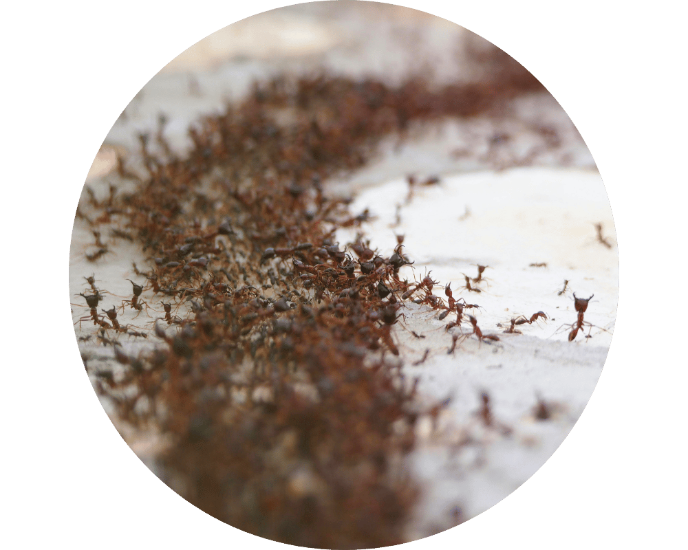 How Many Ants Are in the World Circle 1 How Many Ants Are in the World