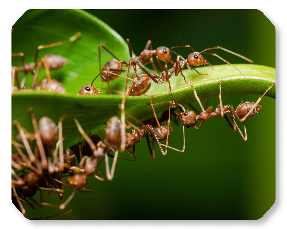 How Many Ants Are in the World Corner 1 huge ant colony