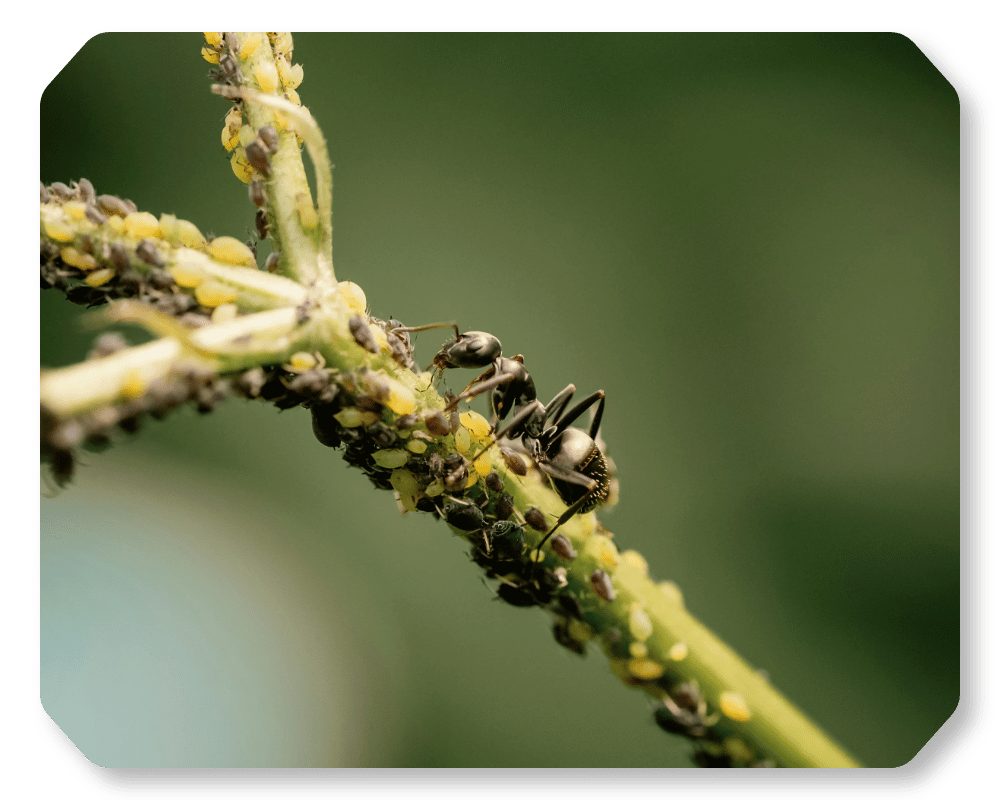 How Many Ants Are in the World Corner 2 single ant