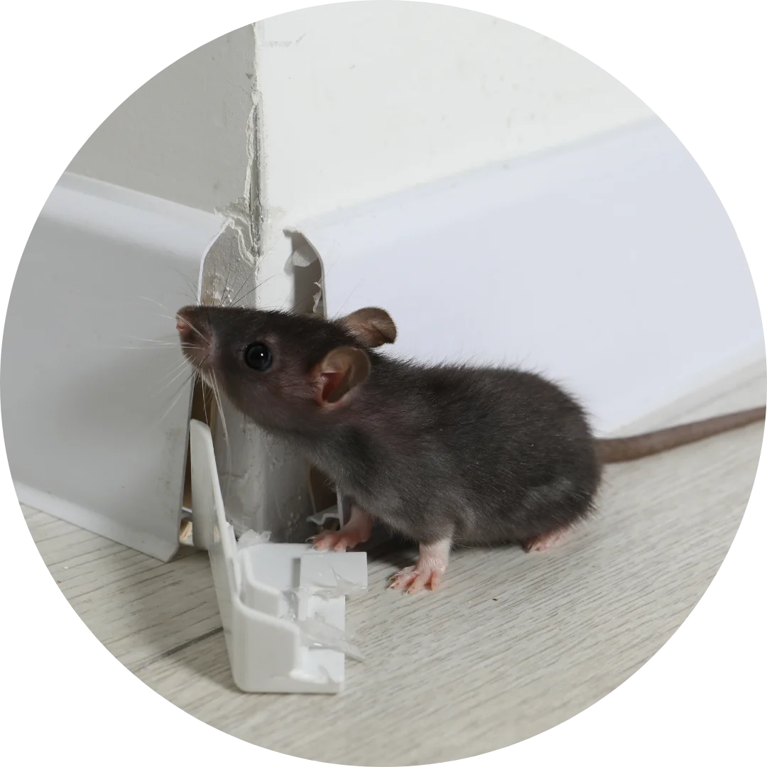 How to Catch Rats mouse in house