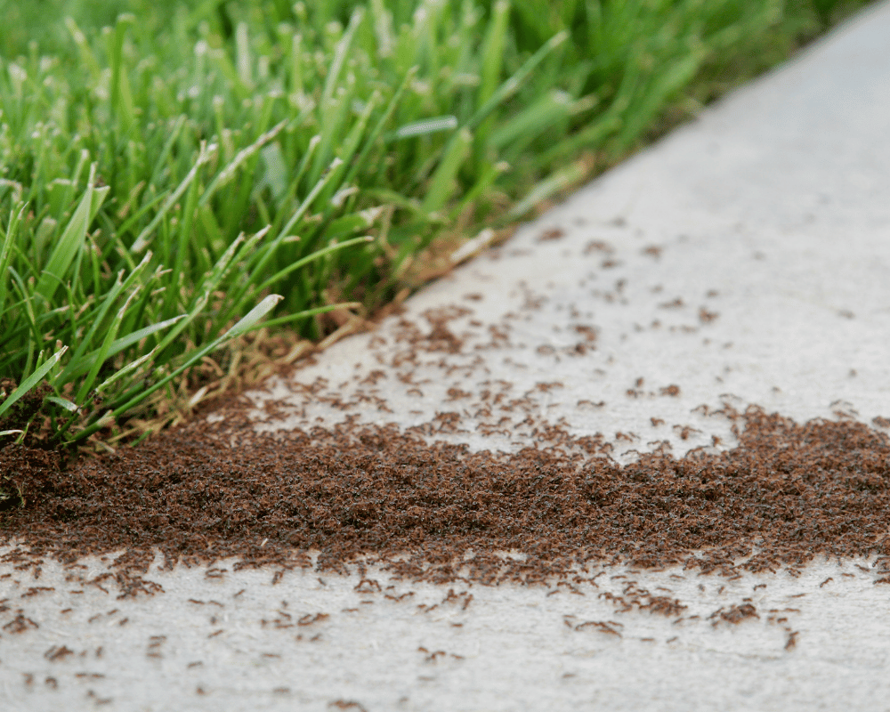 Humane Pest Control (1) Ants in Yard