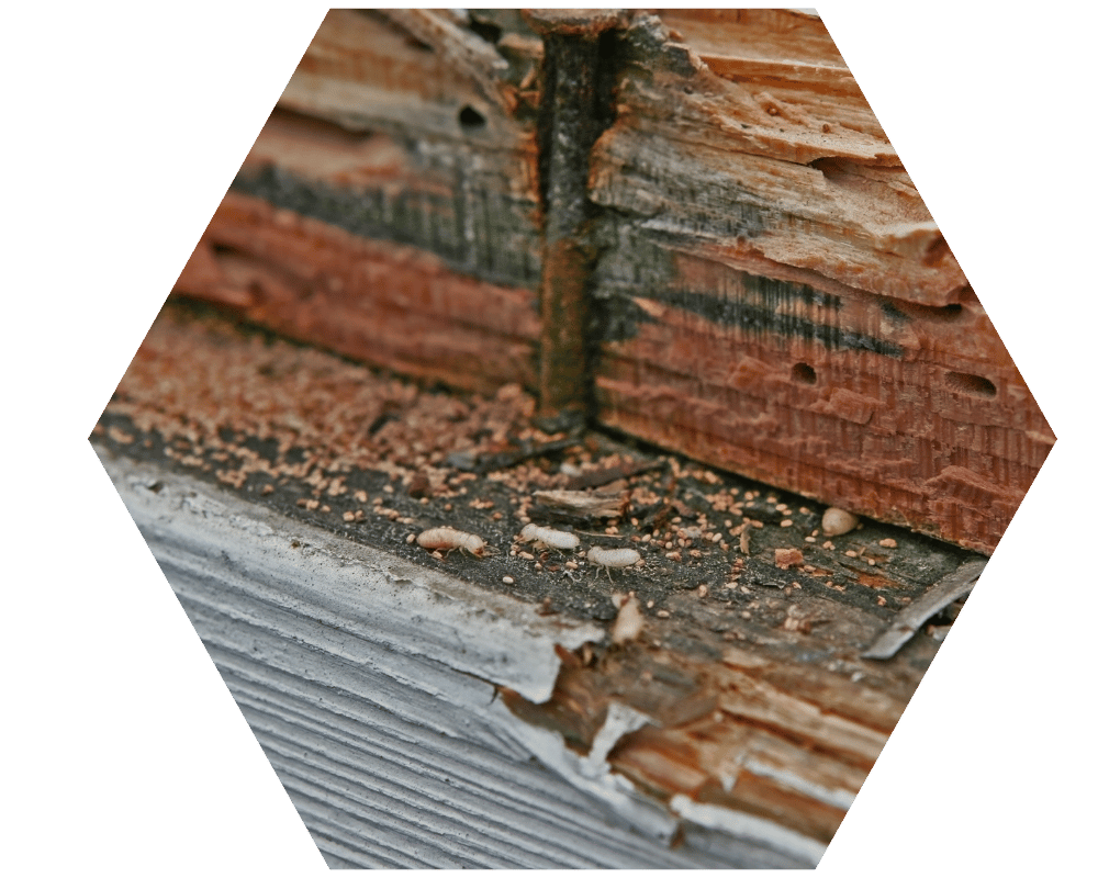 Termites in Wood termites in wood