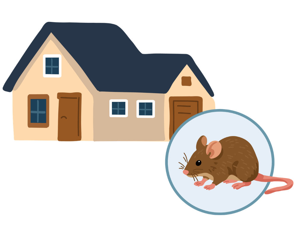 How to Catch Rats How to Catch Rats