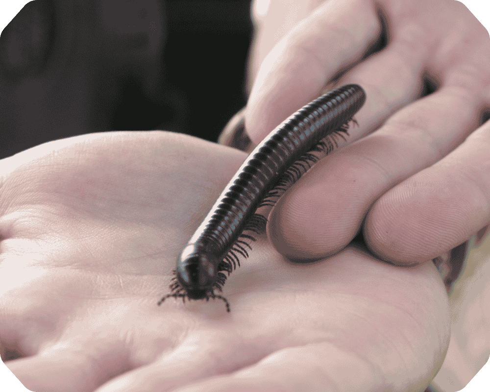 What are millipedes