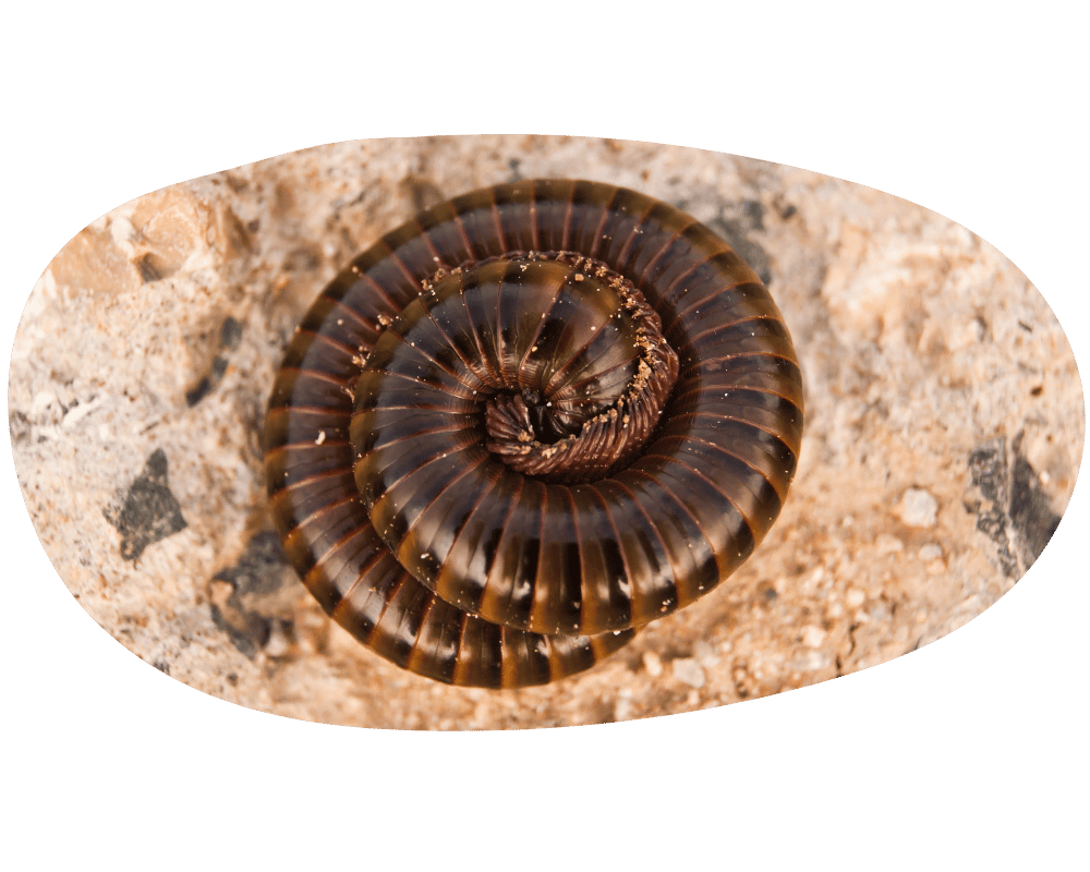 Millipedes Millipede curled up