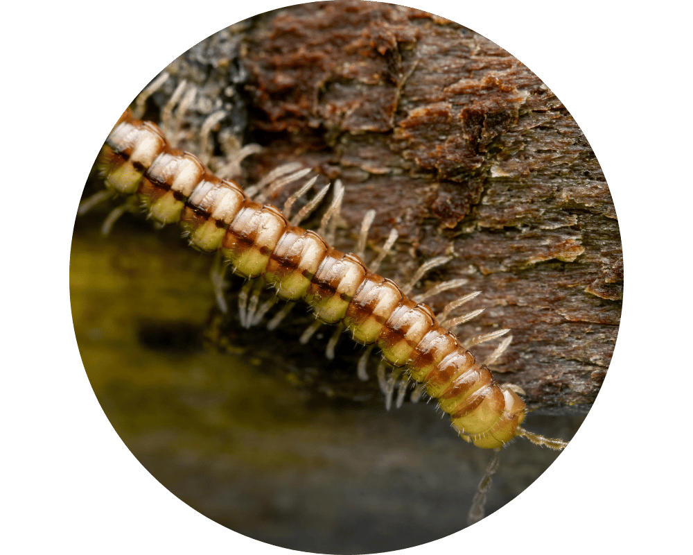 Millipedes (2) What are millipedes