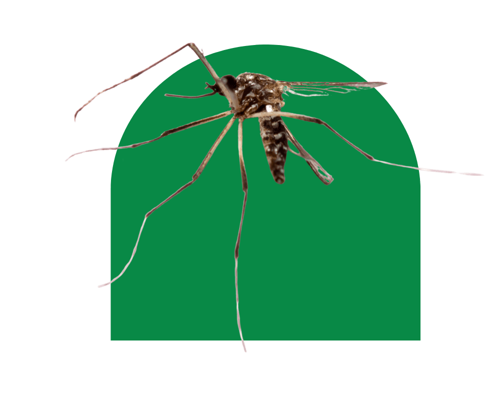 Mosquito season (2) Mosquito season