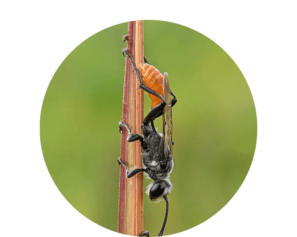 Mud Dauber (2) Mud Dauber