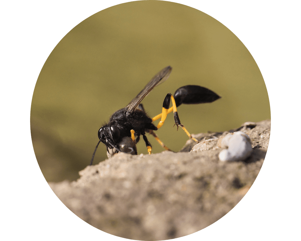 Mud Dauber (3) Mud Dauber