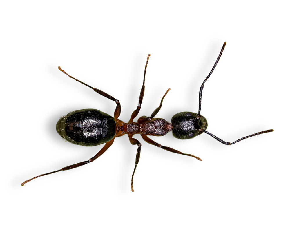 Odorous Ant Odorous Ants