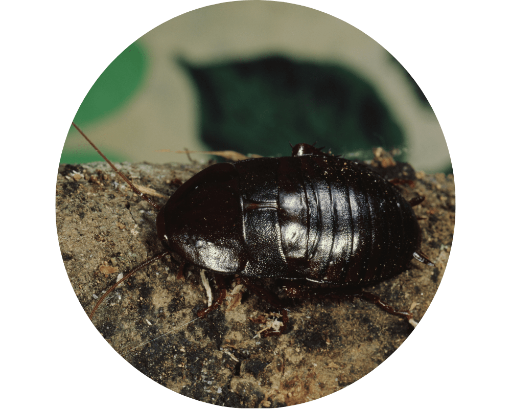 Oriental Cockroach