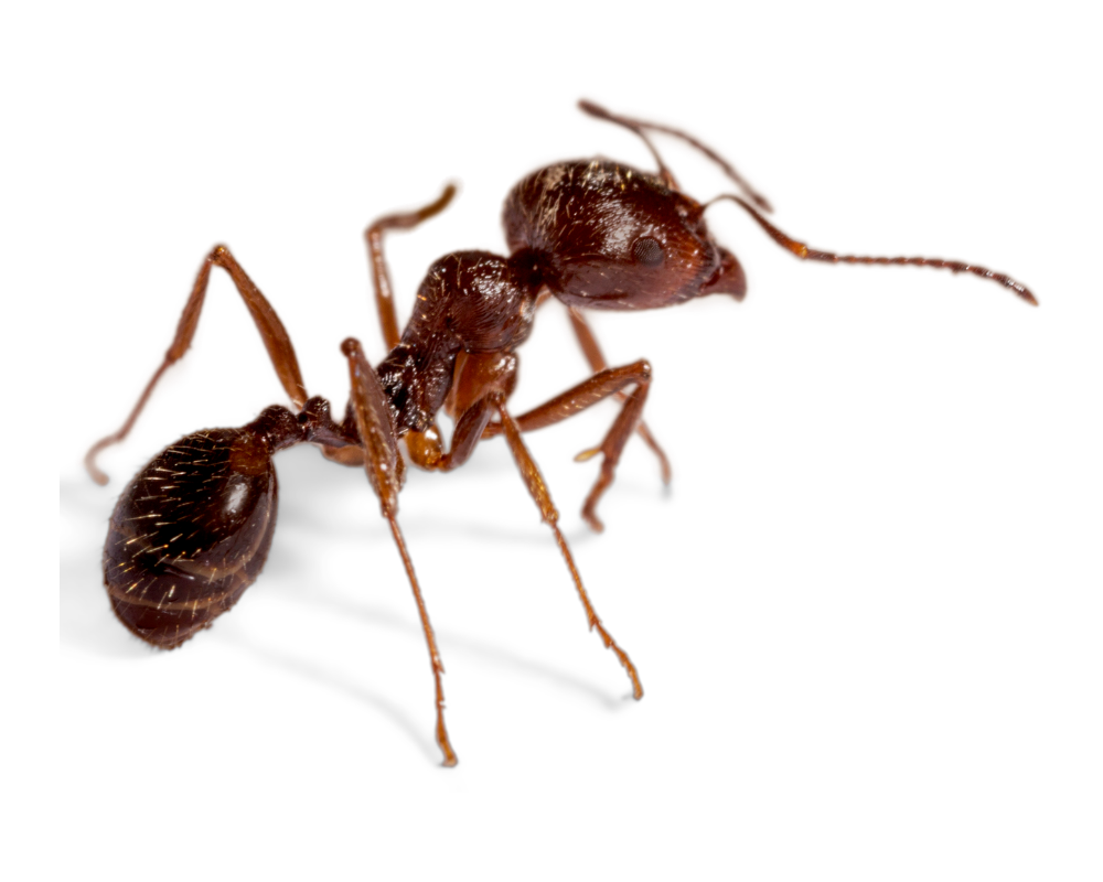 Pavement Ant Pavement Ants