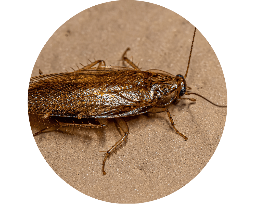 Pennsylvania Wood Cockroach