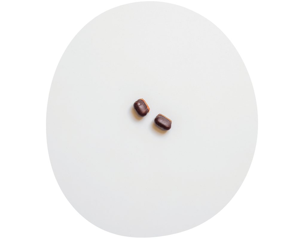 Roach Eggs Roach Eggs