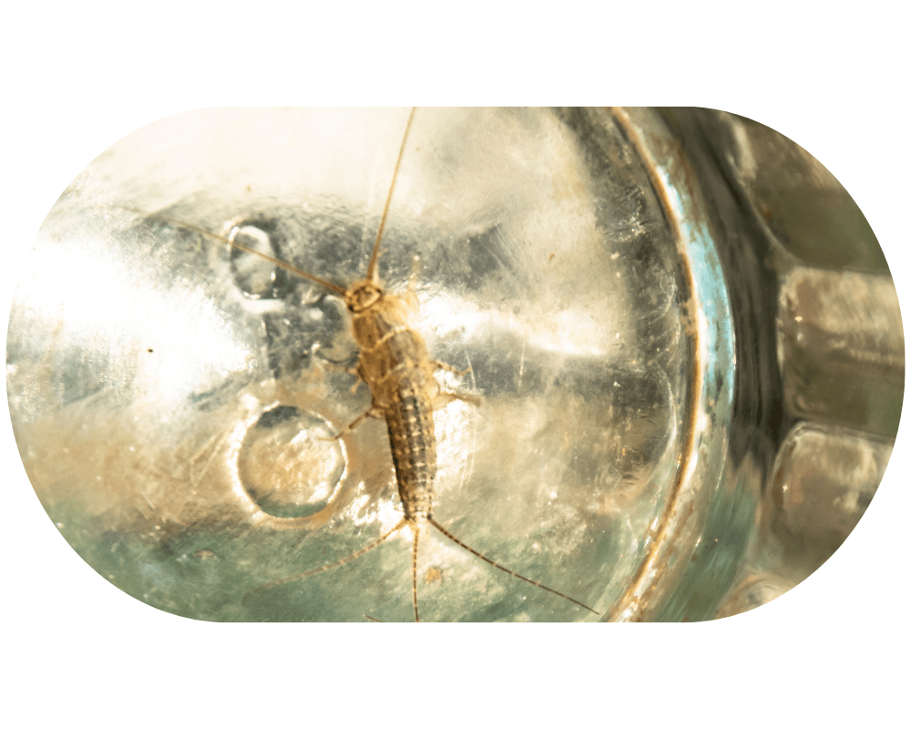 Silverfish Infestation (2) Brood X cicada life cycle