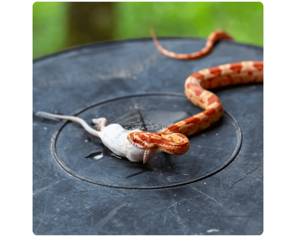 Snake Repellent Snake Repellent