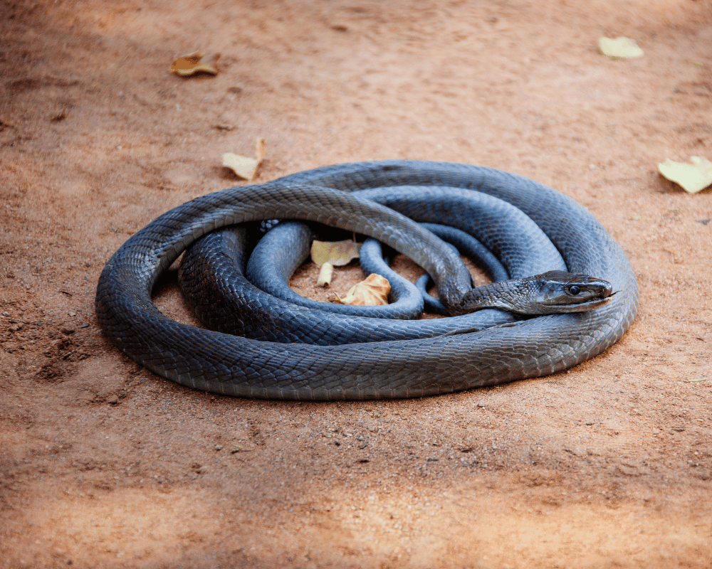 Snake Repellent Snake Repellent