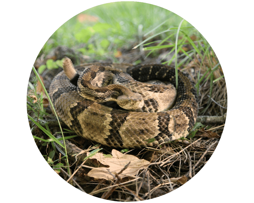 Timber Rattlesnake Timber Rattlesnake in New Jersey