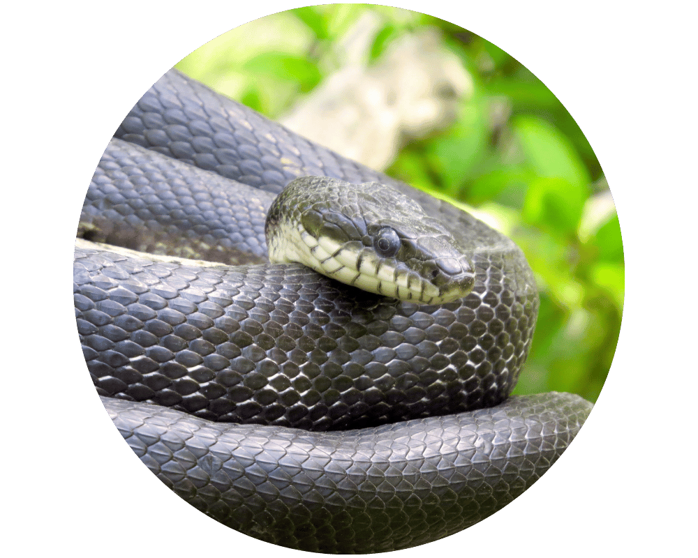 Black Rat Snake Black Rat Snake