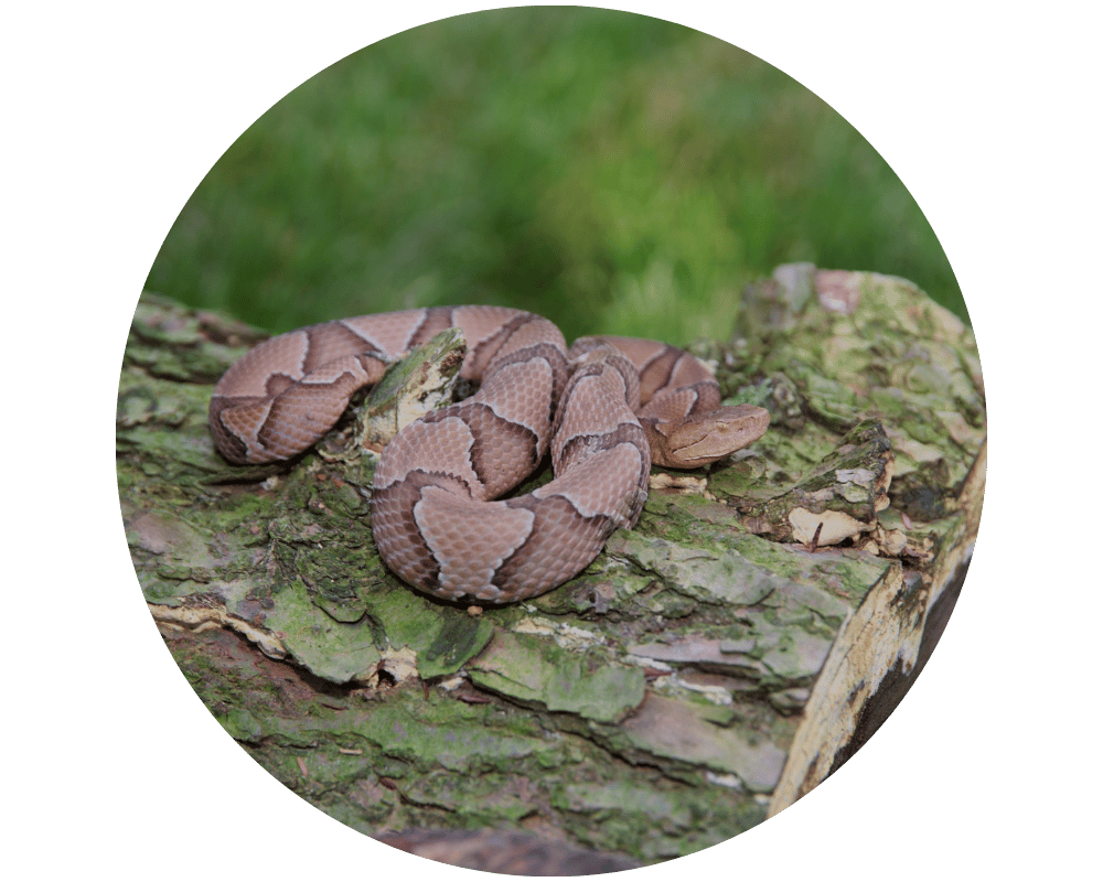 Eastern Copperhead Eastern Copperhead in New Jersey