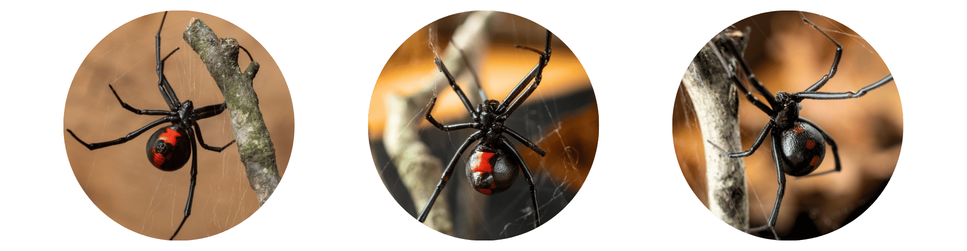 Spider Exterminator Triple black widow spider