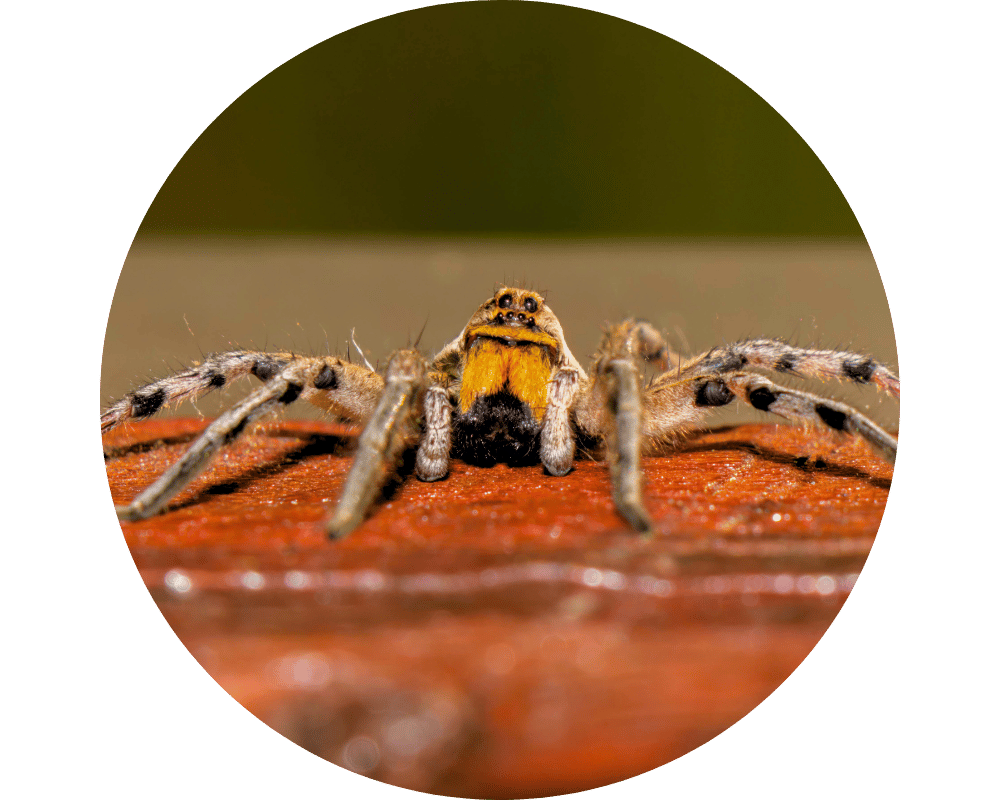 Spider exterminator Circle 1 spider extermintors will get rid of wolf spiders