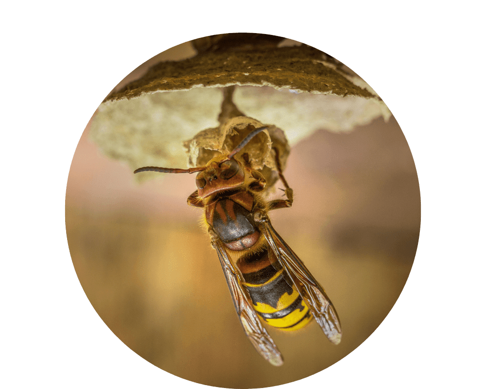 Types of Hornets (2) Types of Hornets
