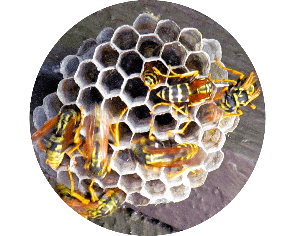 Types of Hornets (3) Types of Hornets