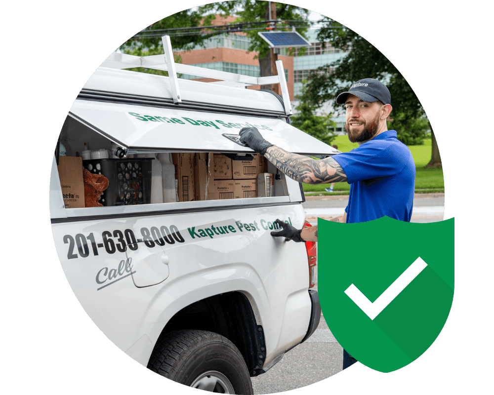 Types of Hornets (4) Kapture Pest Control in New Jersey